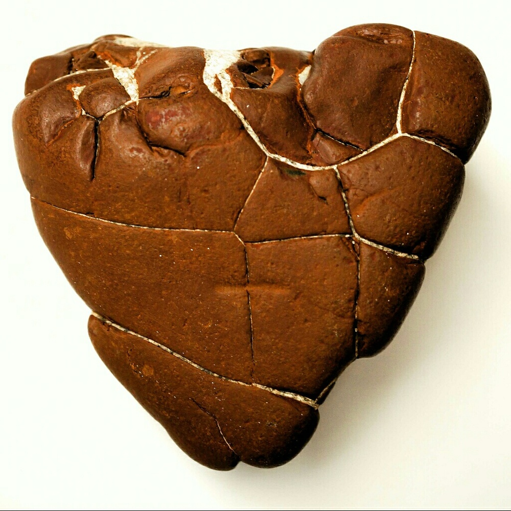 RARE  STONE / 50 million yr old Septarian / FOSSIL