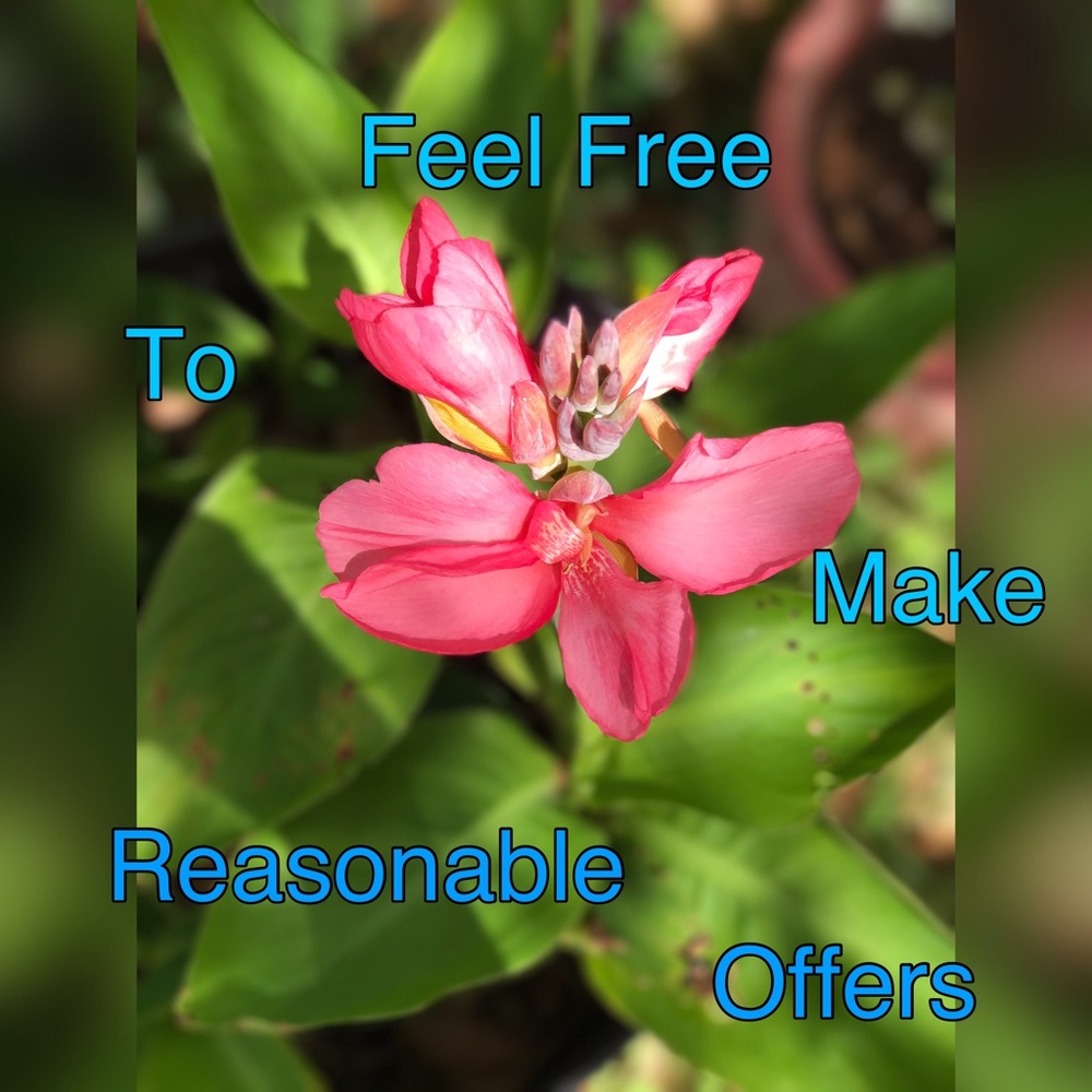 🌺Make Offer!🌺