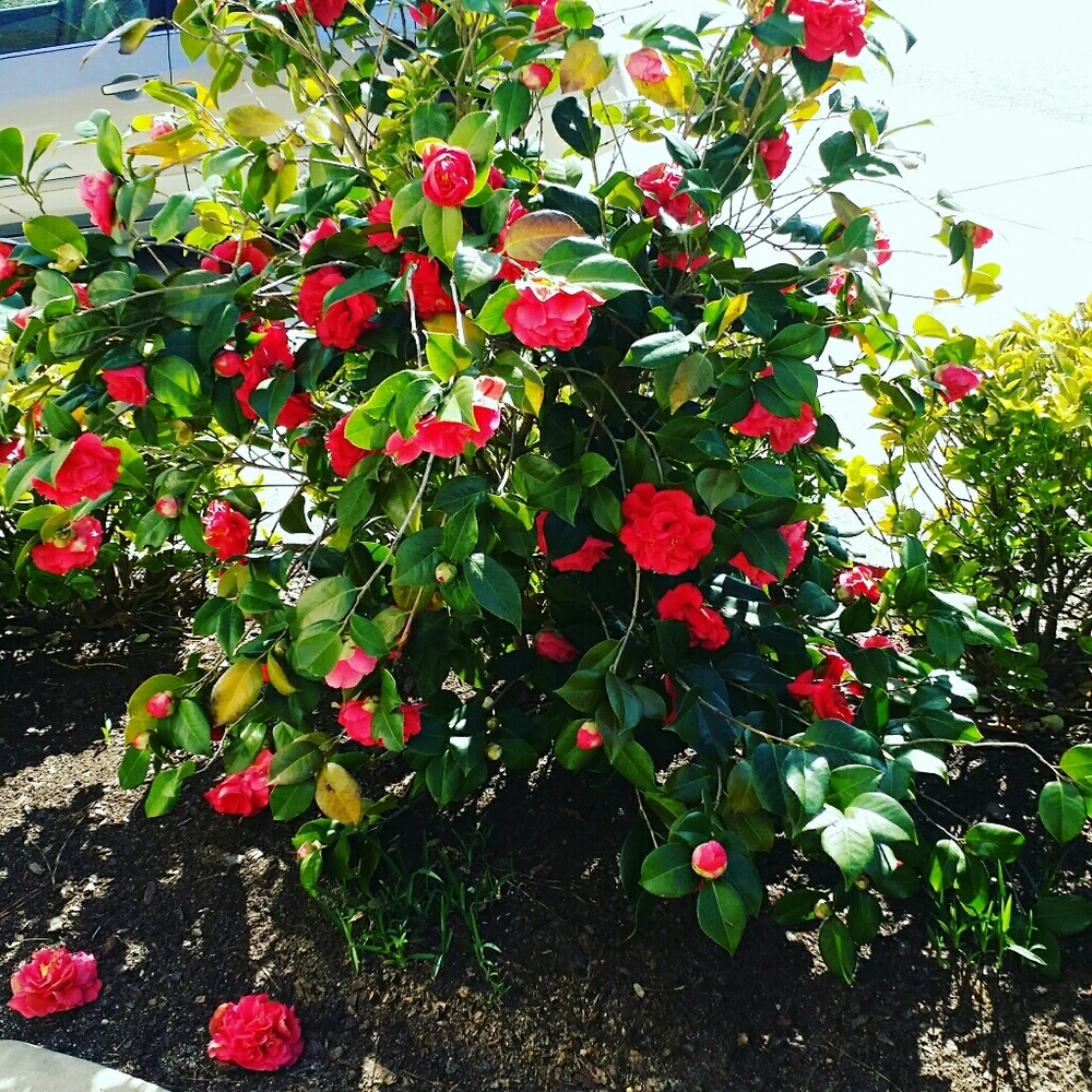 Meet your Posher, Christanza