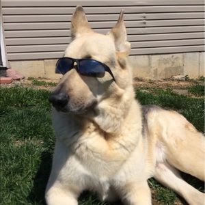 Meet your Posher, Abbie