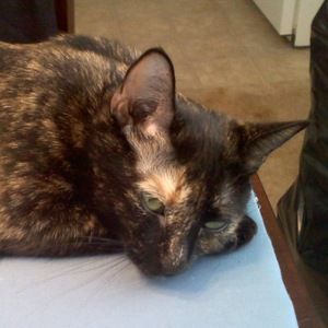 Meet your Posher, Tegan