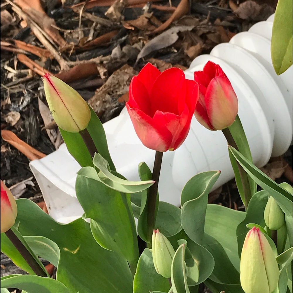 Meet your Posher, Anne