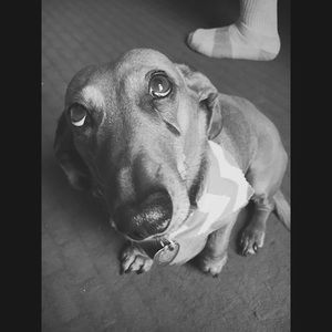 Meet your Posher, Benjamin