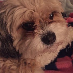 Meet your Posher, Debbie