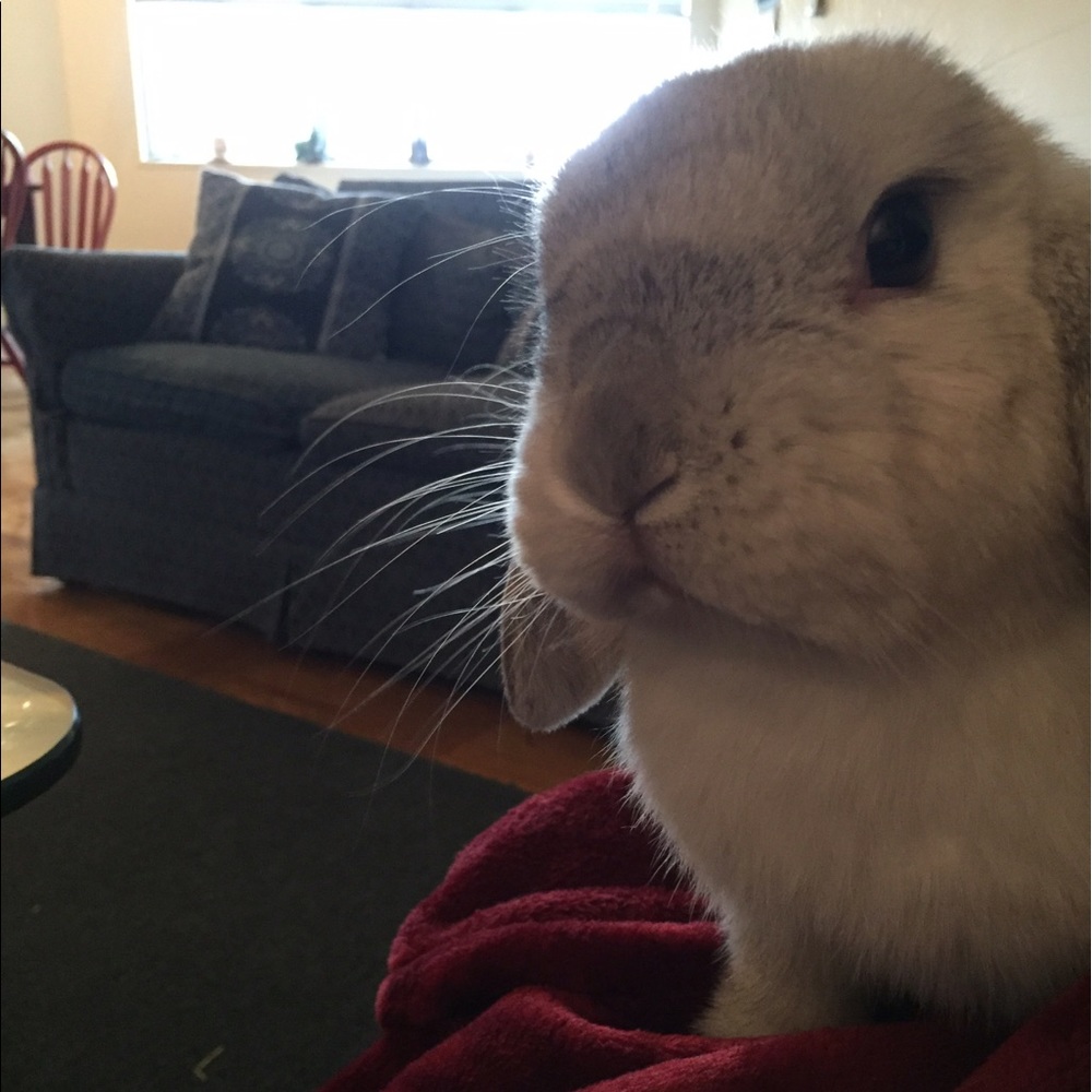 Meet your Posher, Rebecca