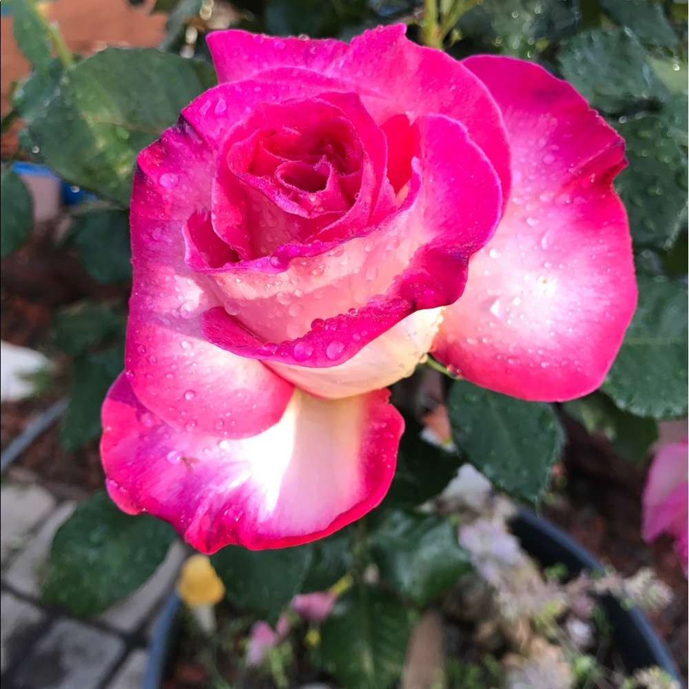 Meet your Posher, Lara