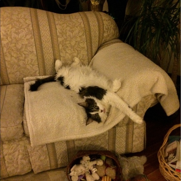 Meet your Posher, Tina marie - Picture 2 of 8