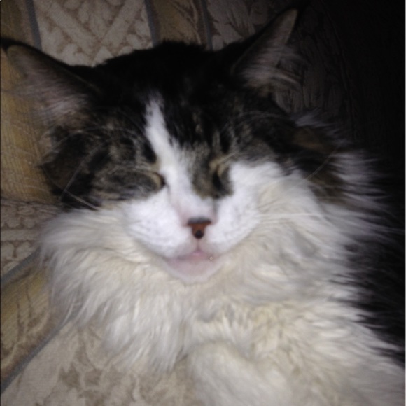 Meet your Posher, Tina marie - Picture 3 of 8