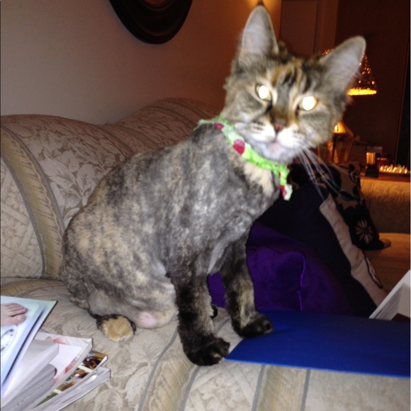 Meet your Posher, Tina marie - Picture 4 of 8