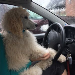 Meet your Posher, Anna