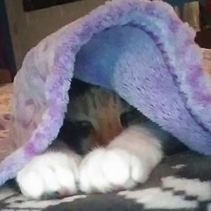 Meet your Posher, Constance