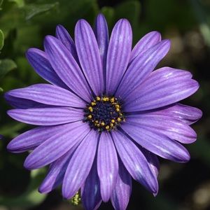 Meet your Posher, Joan