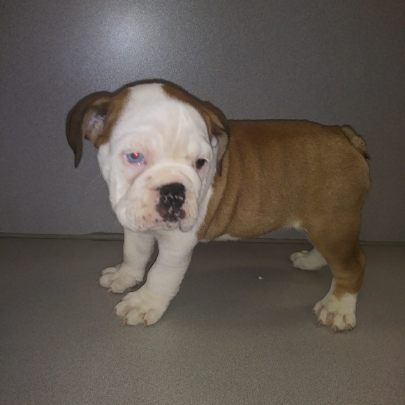 Meet your Posher, Luis - Picture 1 of 1