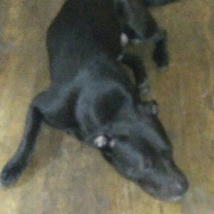 Meet your Posher, Stella