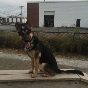 Meet your Posher, Carol