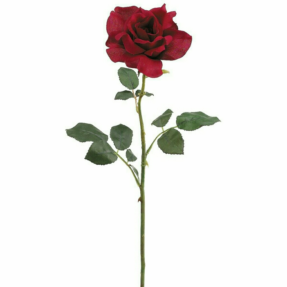 Meet your Posher, Suzanna