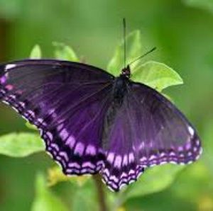 Meet your Posher, Charlotte