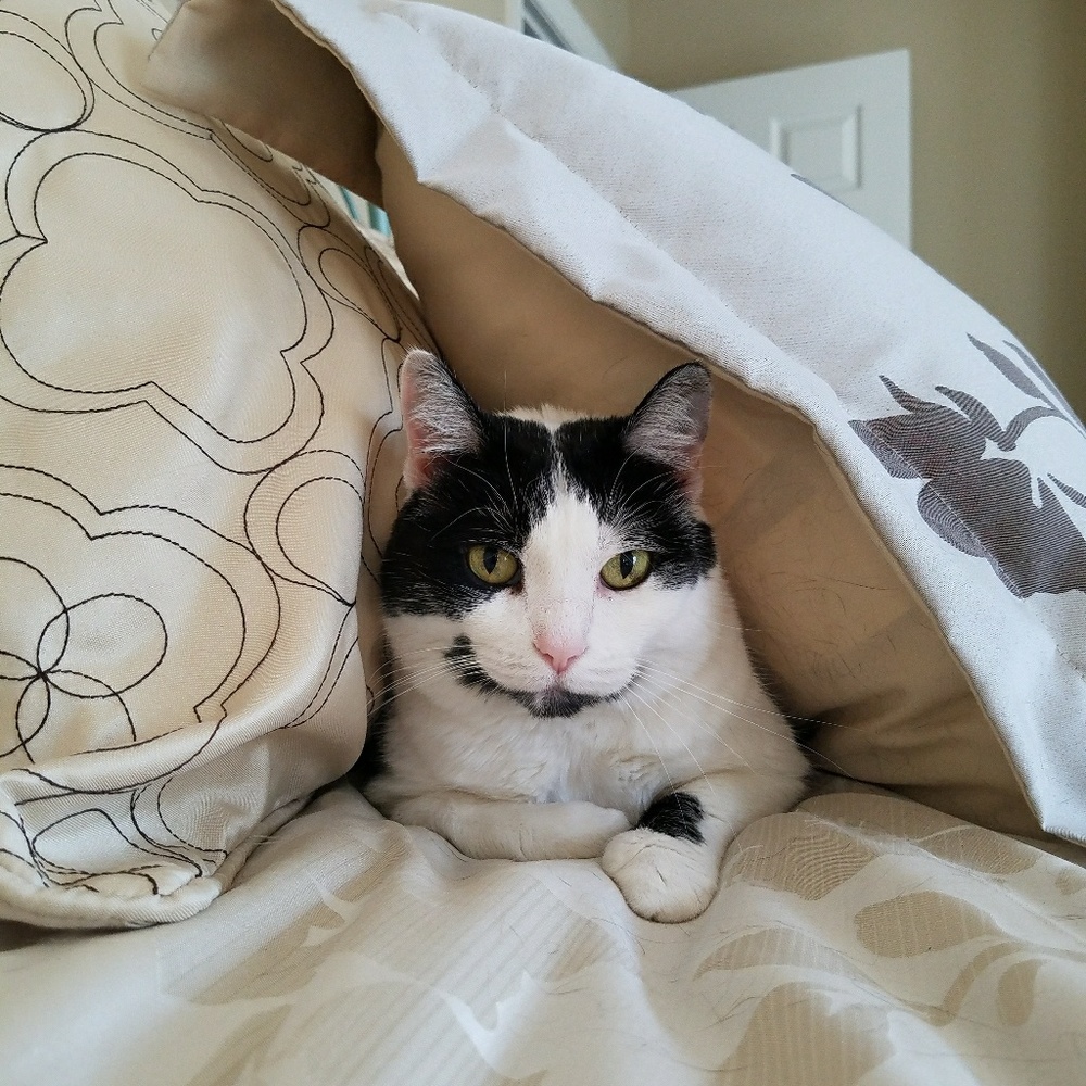 Meet your Posher, Carrie