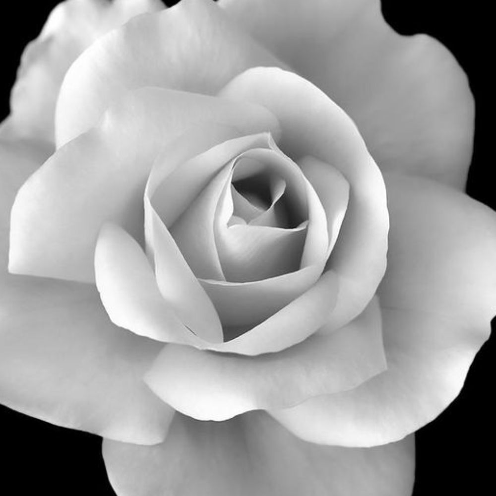 Meet your Posher, Ali