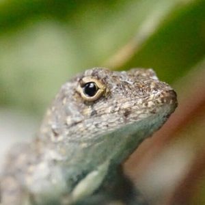 Meet your Posher, Gillian