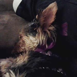 Meet your Posher, Bridget