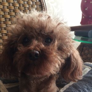 Meet your Posher, Zhi