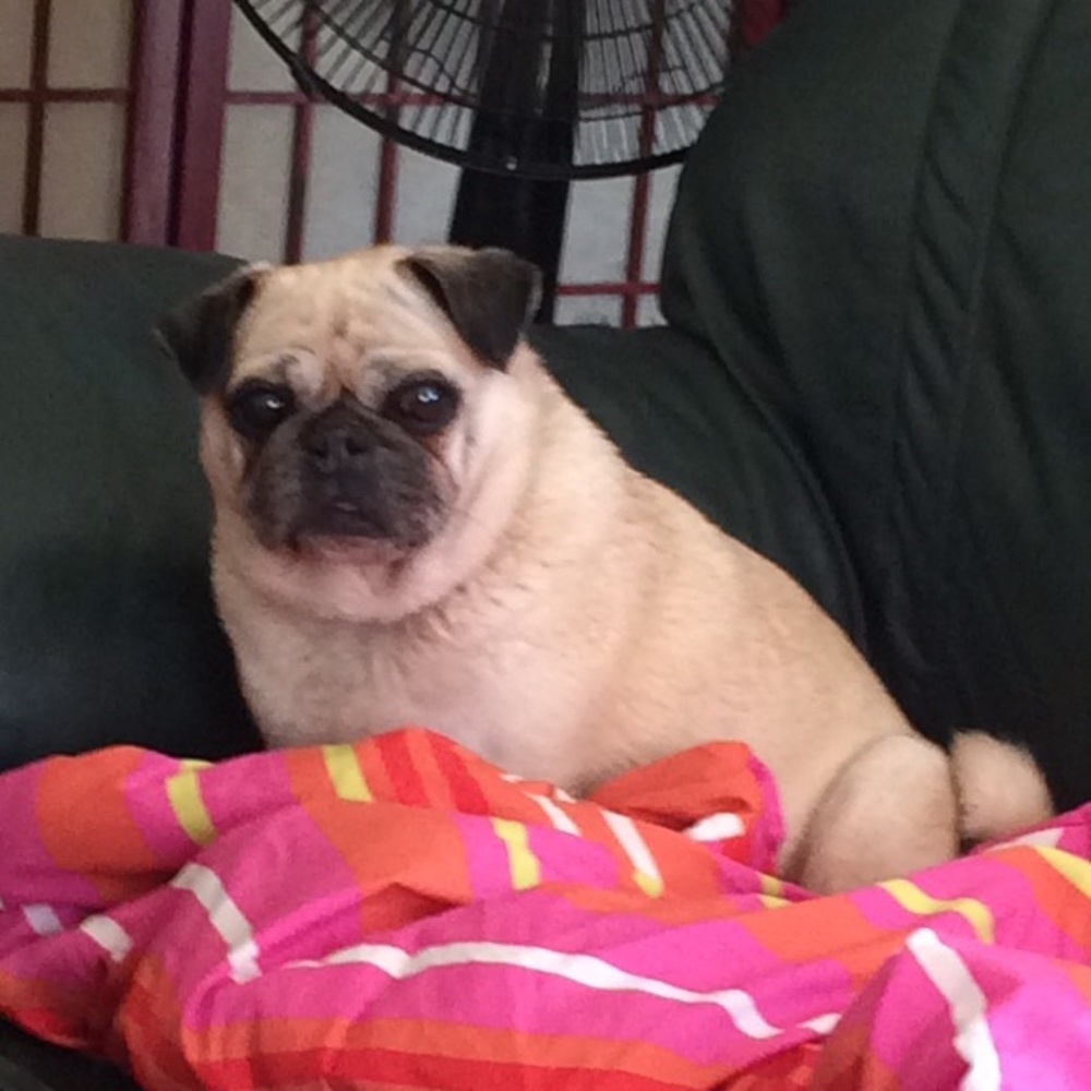 Jenny Pug aka pugnaciousD and esteemed assistant