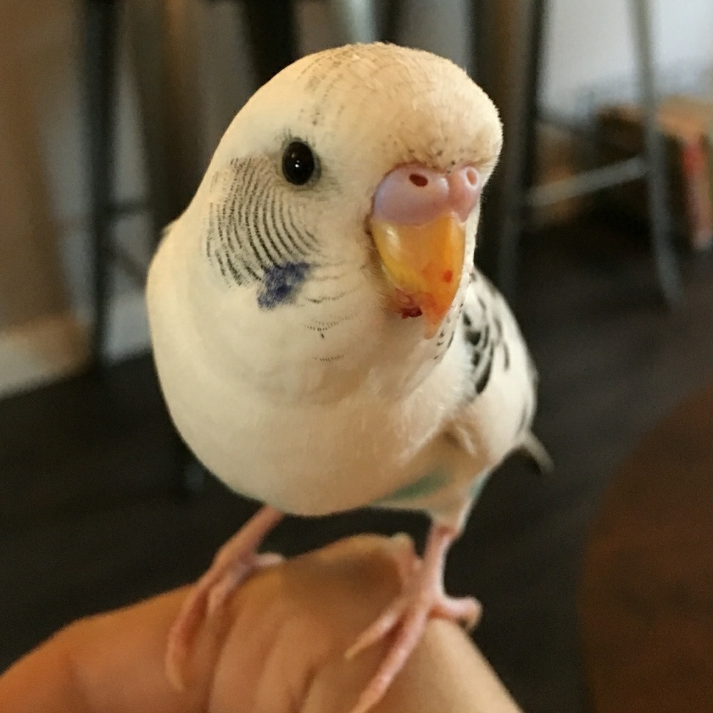 Meet your Posher, Sophie