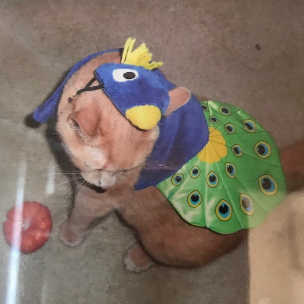 Peacock costume for a small dog or cat