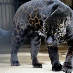 Meet your Posher, Antonio