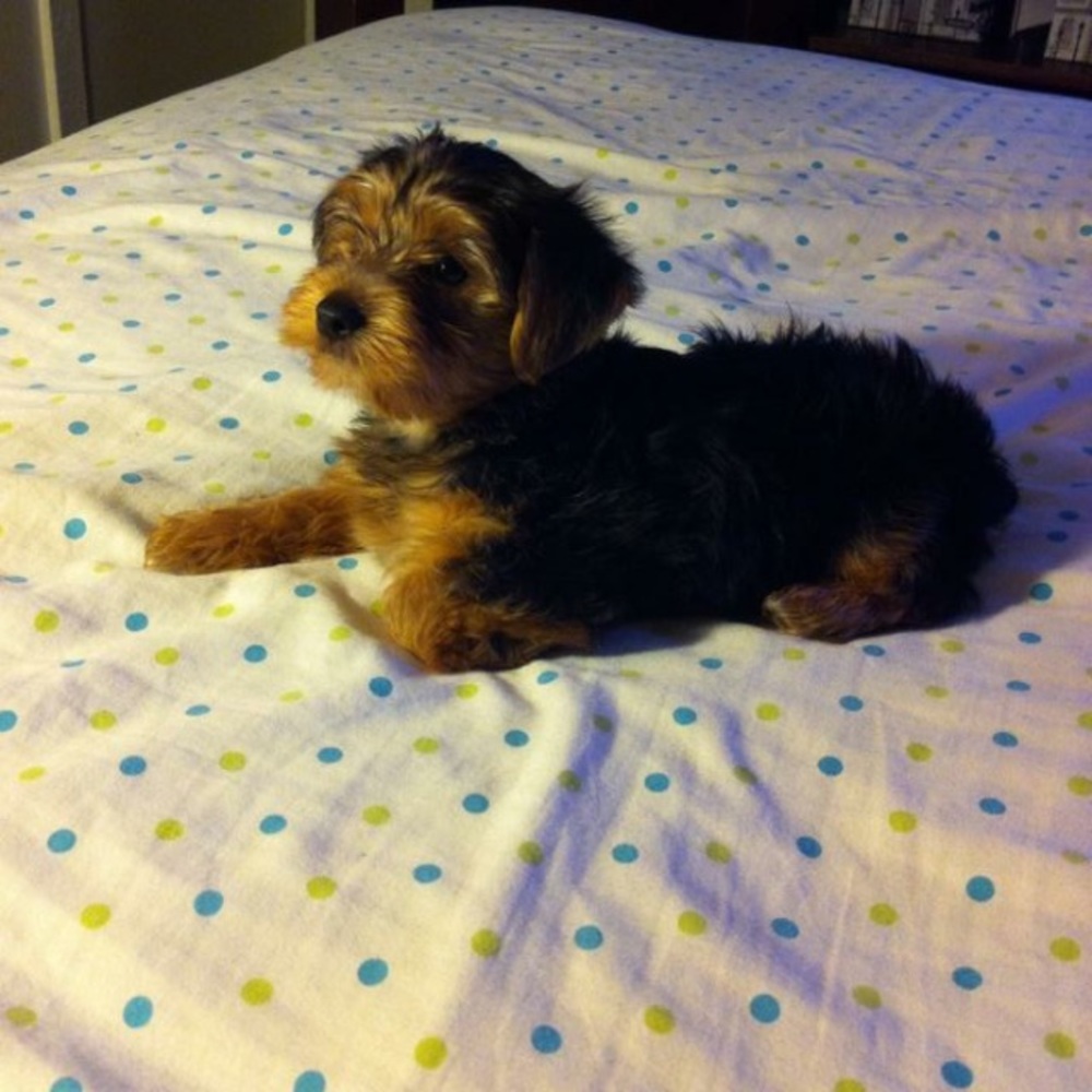 Meet your Posher, Shania