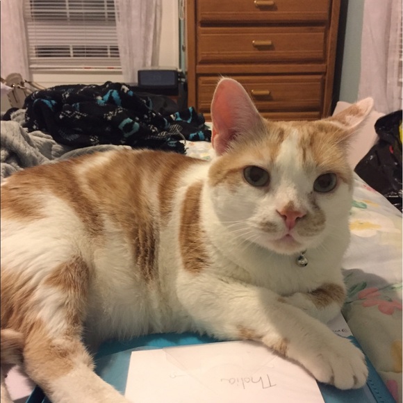 Meet your Posher, Lauren - Picture 4 of 4