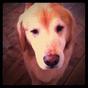 Meet your Posher, Scarlett