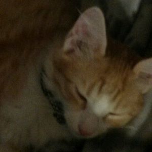 Meet your Posher, Barbara