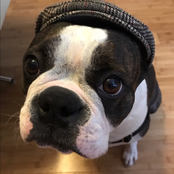 Meet your Posher, Riva - Picture 1 of 1