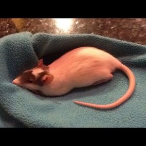 Meet your Posher, Linda