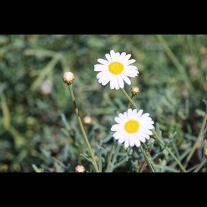 Meet your Posher, Yanling