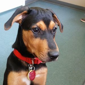 Meet your Posher, Nirva