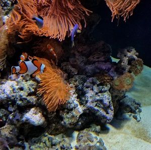 Meet your Posher, Ana