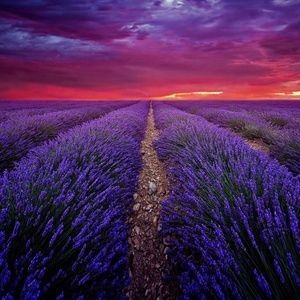 Meet your Posher, Ann