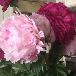 Meet your Posher, Kitkat