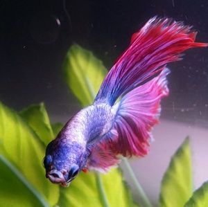 Meet your Posher, Shana