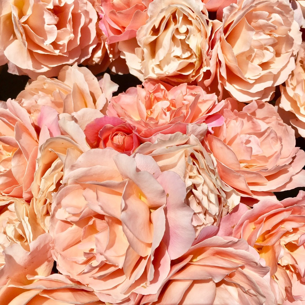 Meet your Posher, April