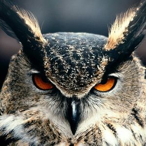 Meet your Posher, Josh