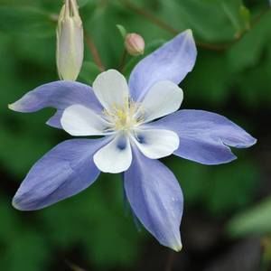 Meet your Posher, Portia