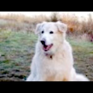 Meet your Posher, Leon