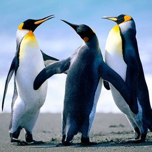 Meet your Posher, Benjamin