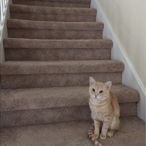 Meet your Posher, Albert