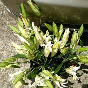 Meet your Posher, Victoria