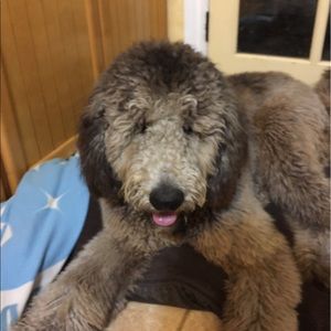 Meet your Posher, Dawn